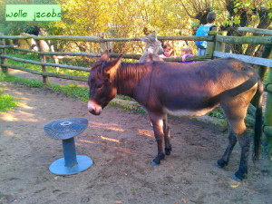 Pinke_Panke04